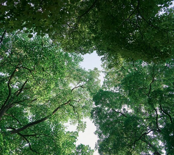 Waldbaden im Park Bad Hall