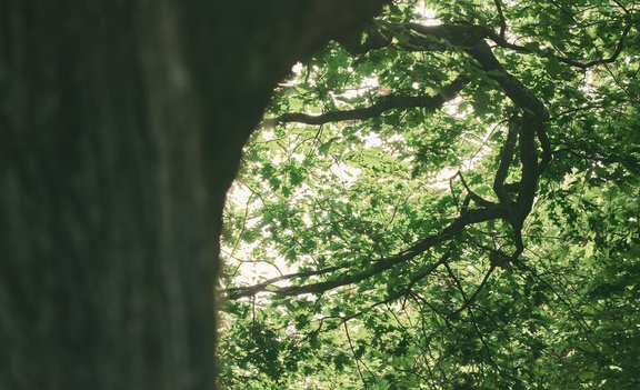 Urlaub mit Hund in Bad Hall